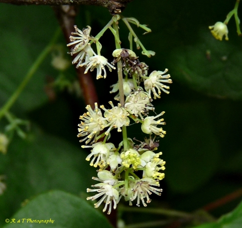 {Menispermum canadense}